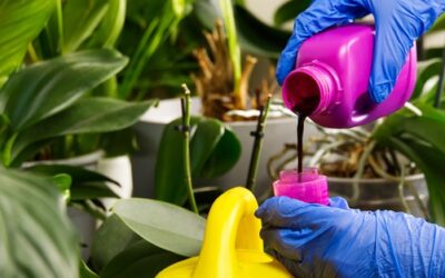 El uso del fertilizante y la Orquídea Phalaenopsis ¿Cómo aplicarlo?