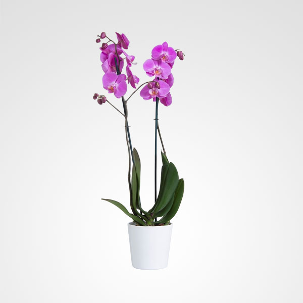 orquidea phalaenopsis morada dos tallos