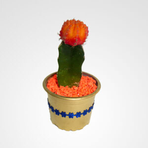suculenta cactus floristeria bogota