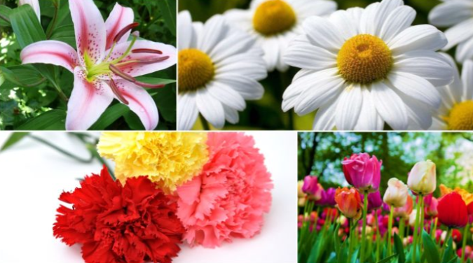 Tipos de flores según la temporada